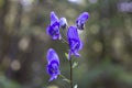 Wild flowers of Aconitum sp. in the natural environment of growth. Royalty Free Stock Photo