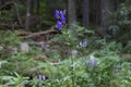 Wild flowers of Aconitum sp. in the natural environment of growth. Royalty Free Stock Photo