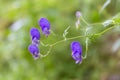 Wild flowers of Aconitum sp. in the natural environment of growth. Royalty Free Stock Photo