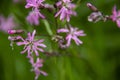 Wild flowers against green background. Beautiful purple flowers Royalty Free Stock Photo