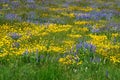 Wild flowers on alberta prairie Royalty Free Stock Photo