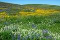 Wild flowers on alberta prairie Royalty Free Stock Photo