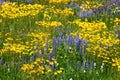 Wild flowers on alberta prairie Royalty Free Stock Photo