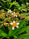 wild flowers all around us Royalty Free Stock Photo