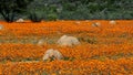 Wild flowers and anthills in Namaqualand, South Africa Royalty Free Stock Photo