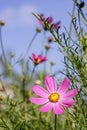 Wild flowers aster, background, beautiful, beauty,