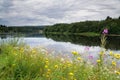 Wild flowers on the banks of the river Klaralven Royalty Free Stock Photo