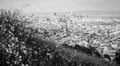 Wild Flowers Bay Area Twin Peaks view of the San Francisco Downtown Cityscape Skyline Overlook Black and white Royalty Free Stock Photo