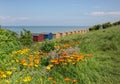 Wild flowers and beach huts in Whitstable