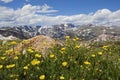 Buttercup wild flowers in the rocky Beartooth Mountains