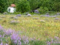 Wild flowers beautiful Greek countryside with small house