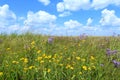 Wild flowers and beautiful sky