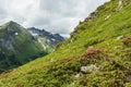 Wild flowers beautifuly blooming in alpine mountain pasture - Rhododendron ferrugineum - Alpenrose. Summer mountain landscape Royalty Free Stock Photo