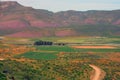 Wild flowers, Biedouw Valley, South Africa. Royalty Free Stock Photo