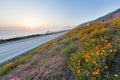 Wild flowers in Big Sur Royalty Free Stock Photo