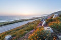 Wild flowers in Big Sur Royalty Free Stock Photo