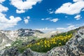 Wild Flowers Bloom in Colorado Spring Mountain Landscape Royalty Free Stock Photo