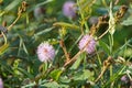 Pink mimosa pudica flower in bloom. Sensitive plant Royalty Free Stock Photo