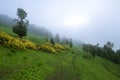 Wild flowers bloom in a fog enshrouded meadow.