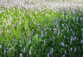 Wild flowers blooming in the field