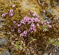 Wild flowers blooming in the Icelandic tundra Royalty Free Stock Photo