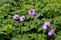 Wild flowers are blooming and blooming among the leaves in the sun