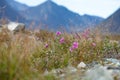 Wild flowers blooming in tundra Royalty Free Stock Photo