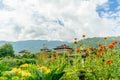 Wild flowers blooms in the fields in paro bhutan in october