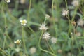 Wild flowers blossom on green background. Beautiful meadow background Royalty Free Stock Photo