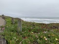 Beach boardwalk superbloom at Cambria by the Sea Royalty Free Stock Photo