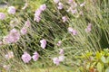 WILD FLOWERS BLOWING IN THE WIND