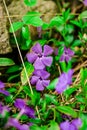 Wild flowers Royalty Free Stock Photo