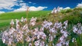 wild flowers and blue cloudy sky Royalty Free Stock Photo