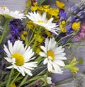 Wild flowers on blue wooden deck background chamomile lupine dandelions thyme mint bells rape Royalty Free Stock Photo