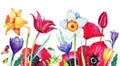 Wild flowers on the bottom of the page. Poppies, narcissuses, tulips. Hand drawn watercolor sketch illustration on white