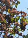 Wild flowers, branches, tree, skyline, leaves