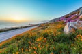 Wild flowers and California coastline in Big Sur at sunset Royalty Free Stock Photo