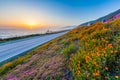 Wild flowers and California coastline in Big Sur at sunset Royalty Free Stock Photo
