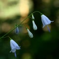 Wild flowers