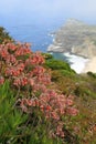 Wild flowers of Cape of good hope