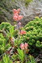 Wild flowers of Cape of good hope