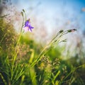 Wild flowers captured in Czech countryside