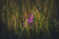 Wild flowers captured in Czech countryside