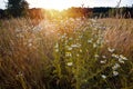 Wild flowers of chamomile and dry grasses in wild meadow, beautiful summer sunset in evening field, warm and cosy weather