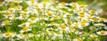 Wild flowers chamomile field daisy plant sunlight summer spring
