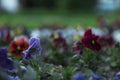 A wild flowers in city Royalty Free Stock Photo