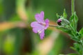 wild flowers Royalty Free Stock Photo