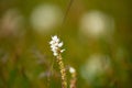 wild flowers Royalty Free Stock Photo