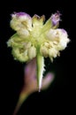 Wild Flowers Close Up, with blurry abstract Background