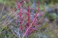 Wild flowers closeup Royalty Free Stock Photo